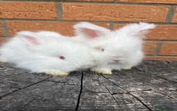 Angora rabbits for sale: Quality English Angora babies - Image 5