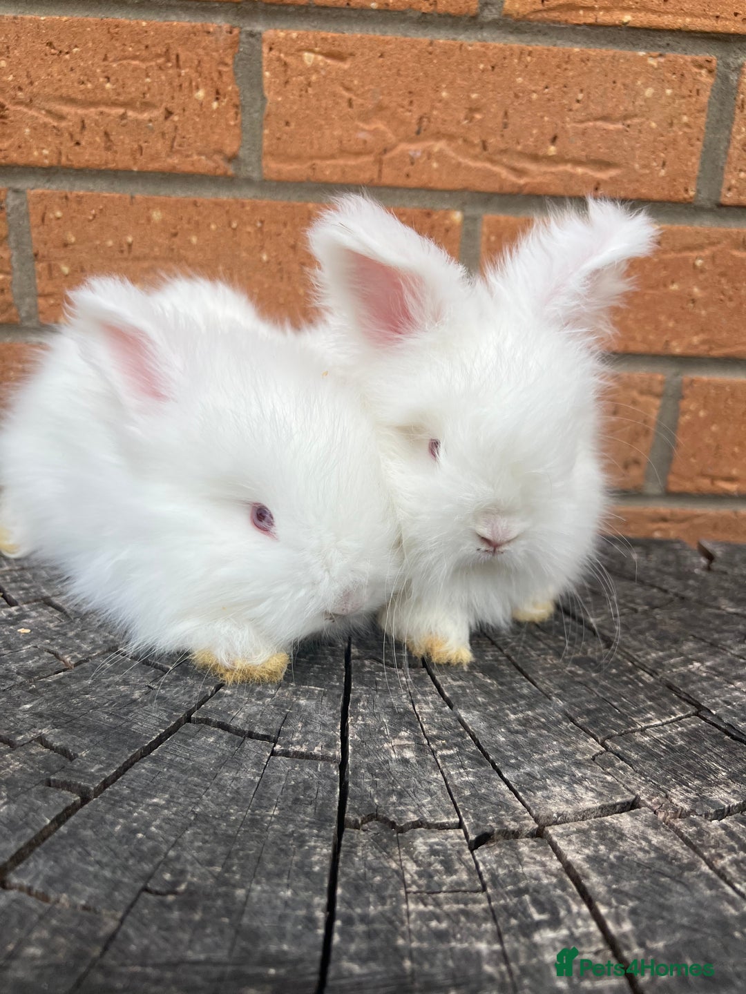 Angora rabbits for sale: Quality English Angora babies - Image 5