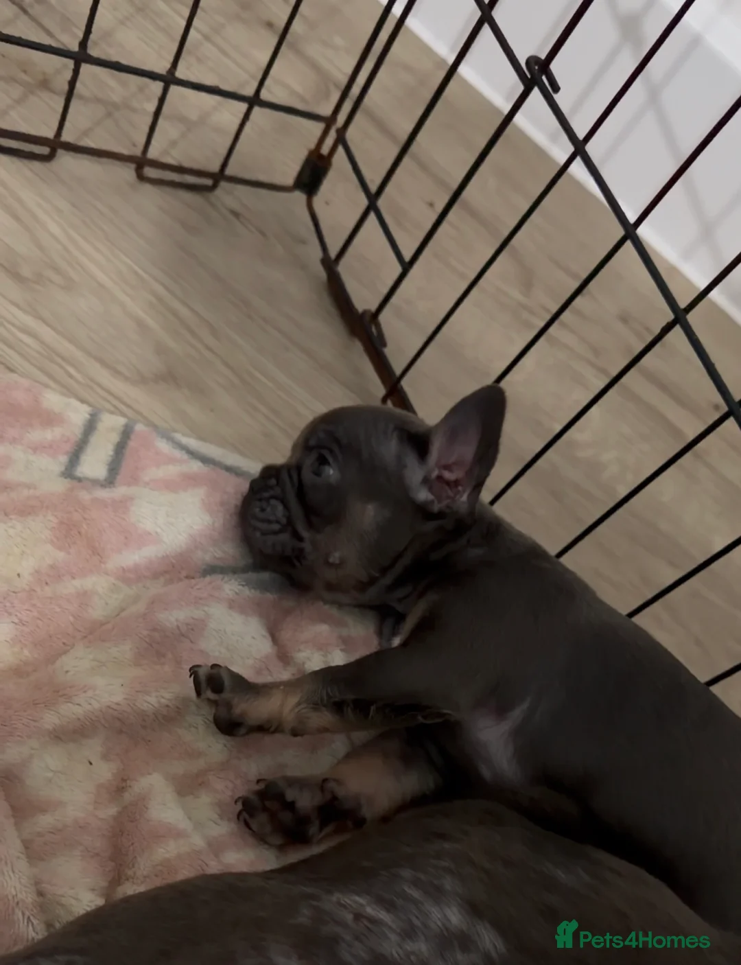 French Bulldog dogs for sale: French bulldog puppies 2 left ‼️ in Didcot - Advert 2