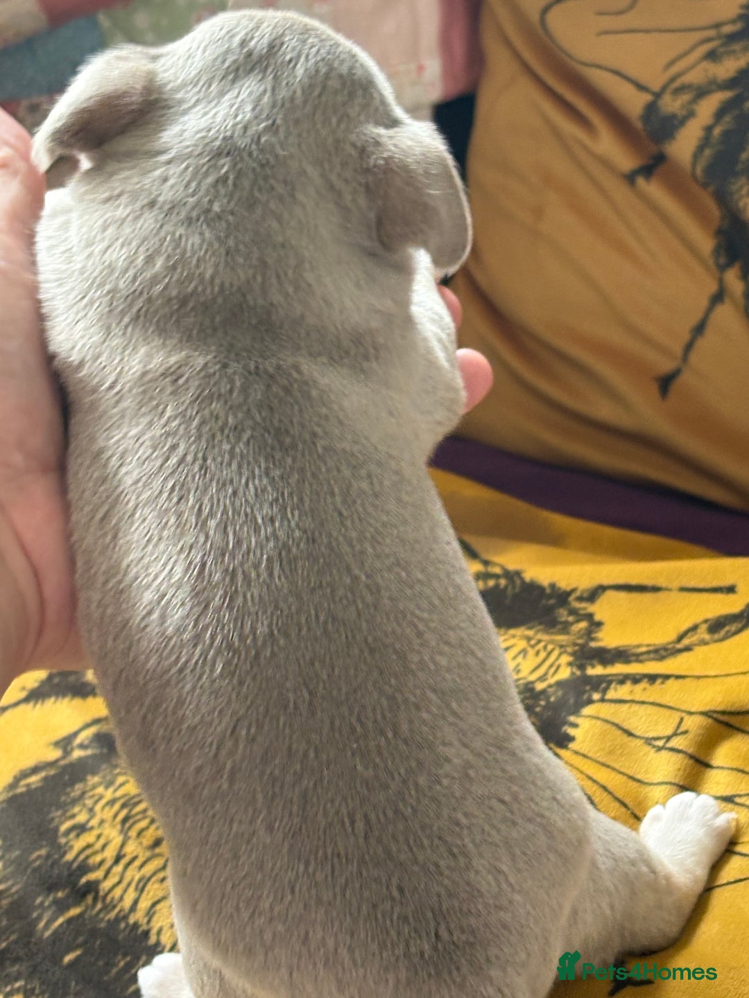 Chihuahua dogs for sale: 5⭐️Licensed Breeder! BEAUTIFUL BOY ready 21/8 💙 - Image 5