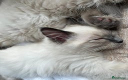 Ragdoll cats for sale: 2 Adorable Bluepoint boy Kittens left!  - Image 34