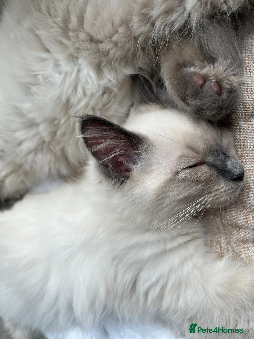Ragdoll cats for sale: 2 Adorable Bluepoint boy Kittens left!  - Image 34