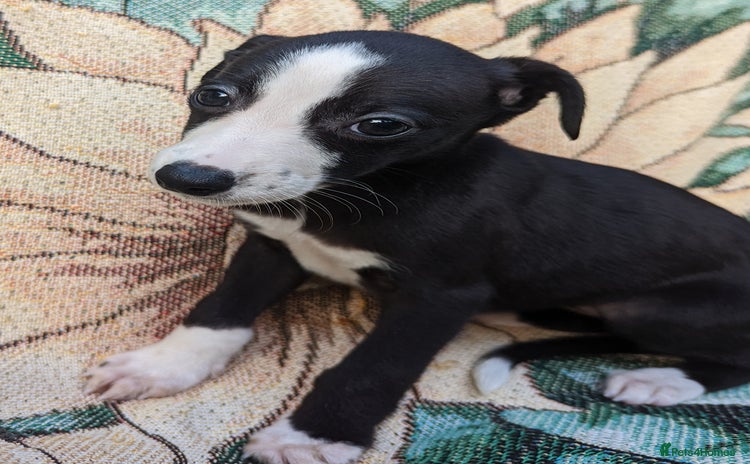 Whippet dogs - Advert 1
