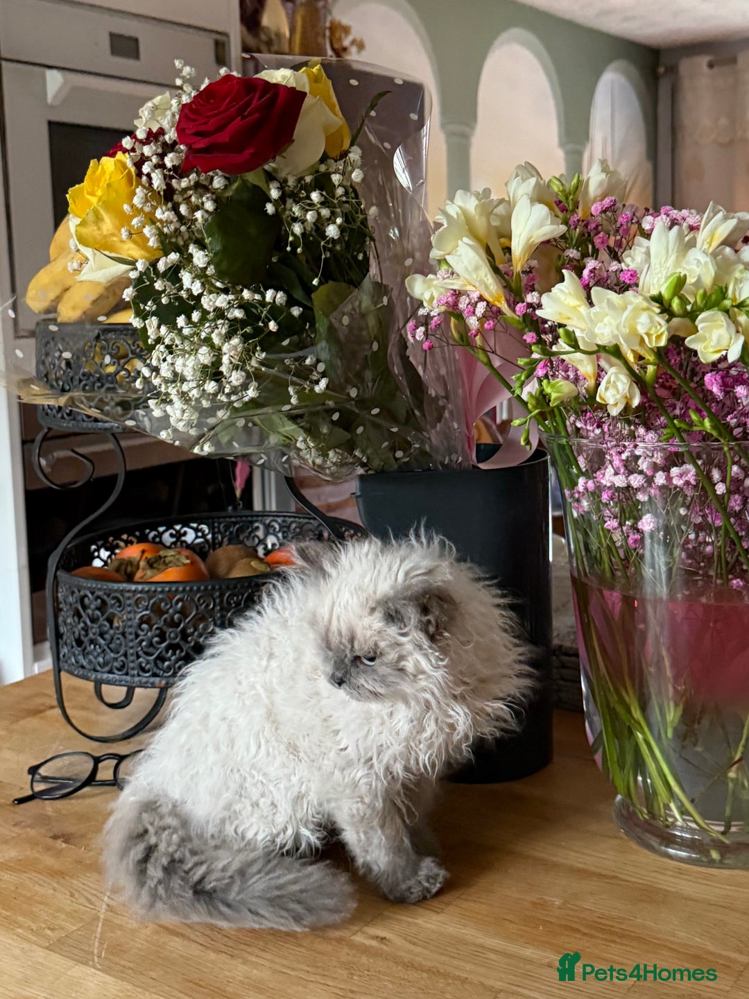 Selkirk Rex cats for sale: Gorgeous Selkirk Rex - Image 3