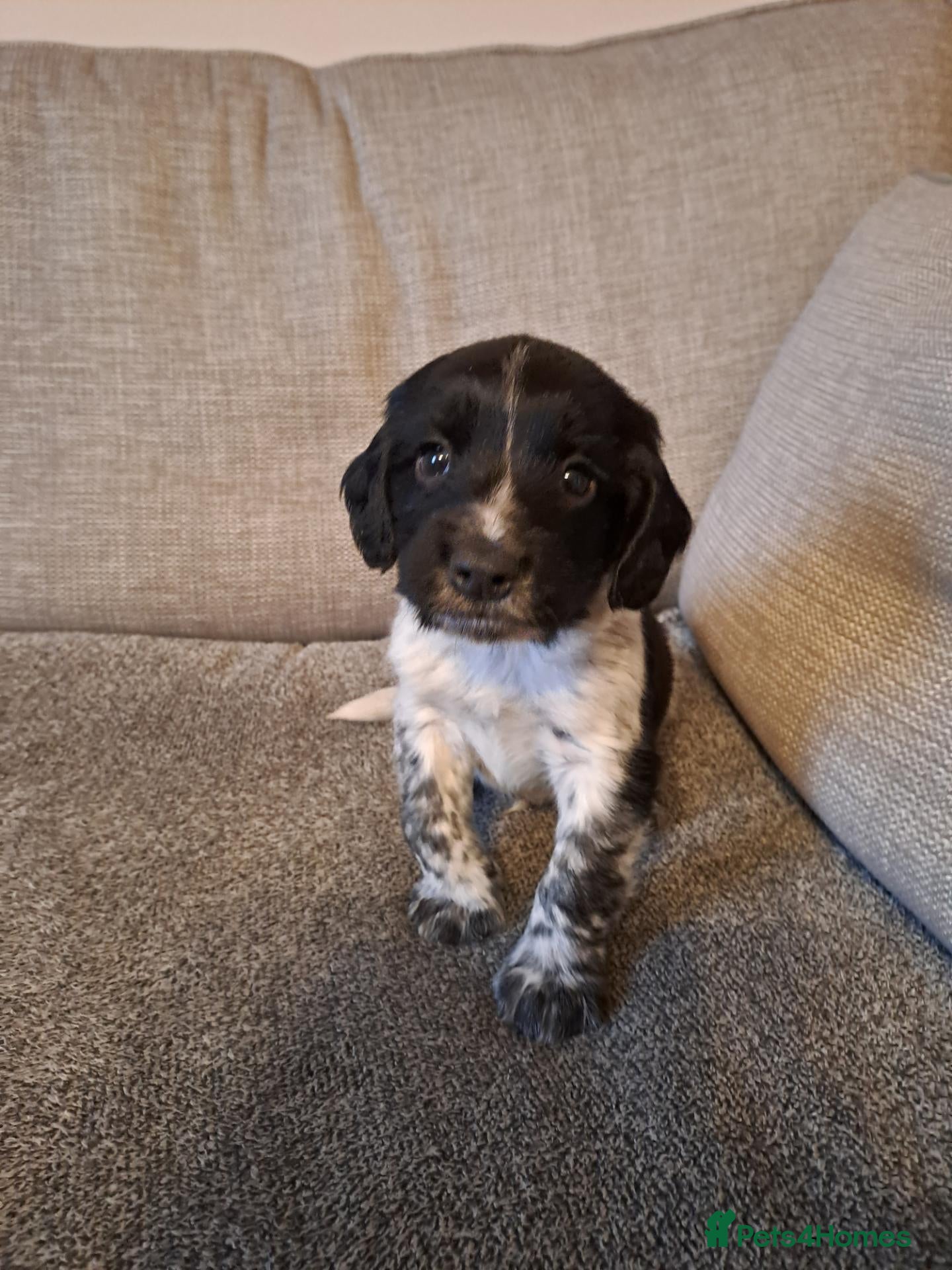 Sprocker dogs F1 Sprocker puppies FCh in both parent's line - Advert 1