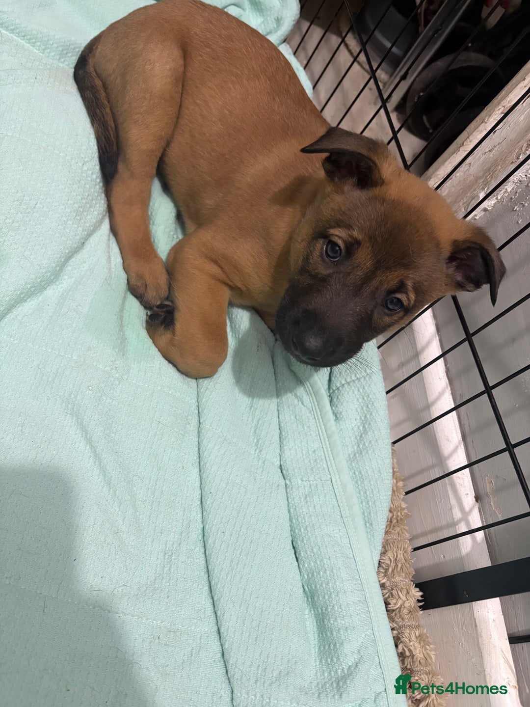 Mixed Breed dogs for sale: Belgian mali cross bullgreyhound PUPPIES  - Advert 24