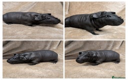 Guinea Pig rodents for sale: Skinny pig girls x - Image 1