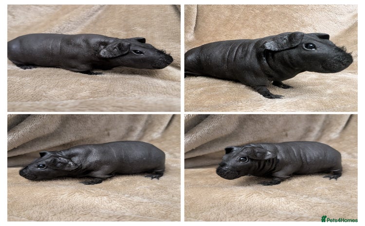 Guinea Pig rodents - Advert 1