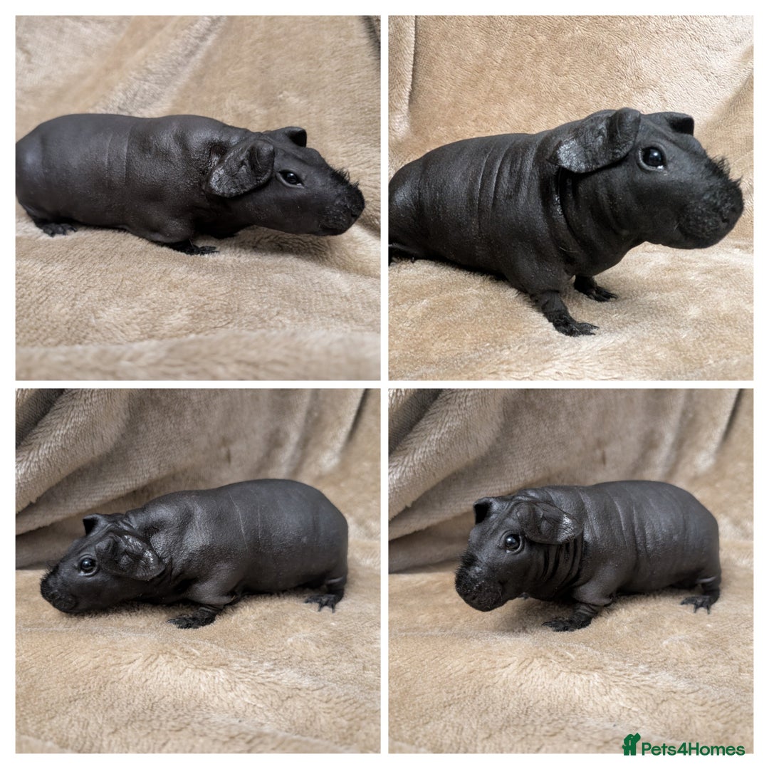 Guinea Pig rodents for sale: Skinny pig girls x - Image 1