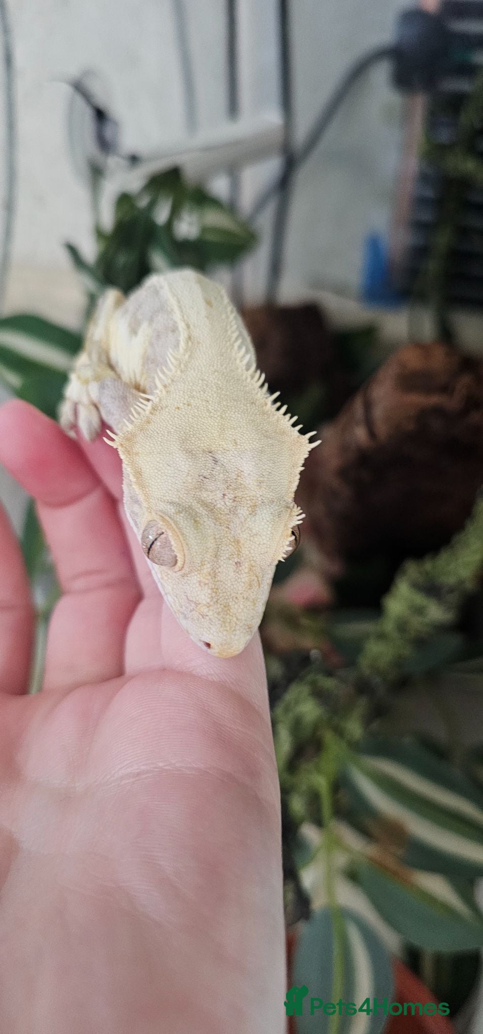 Gecko reptiles Mixed geckos - Advert 11