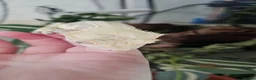 Gecko reptiles for sale: Mixed geckos - Advert 1