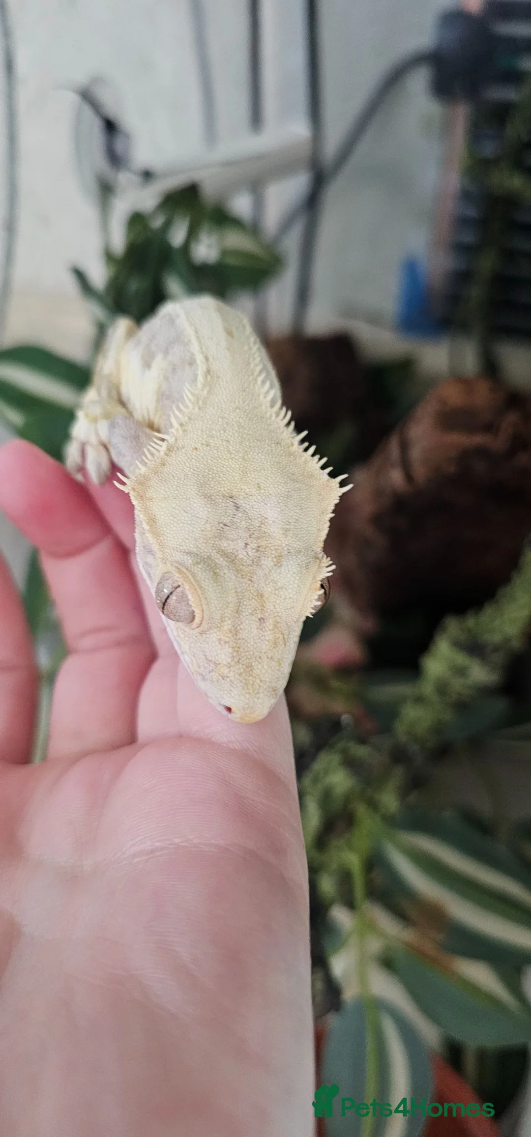 Gecko reptiles for sale: Mixed geckos - Advert 1