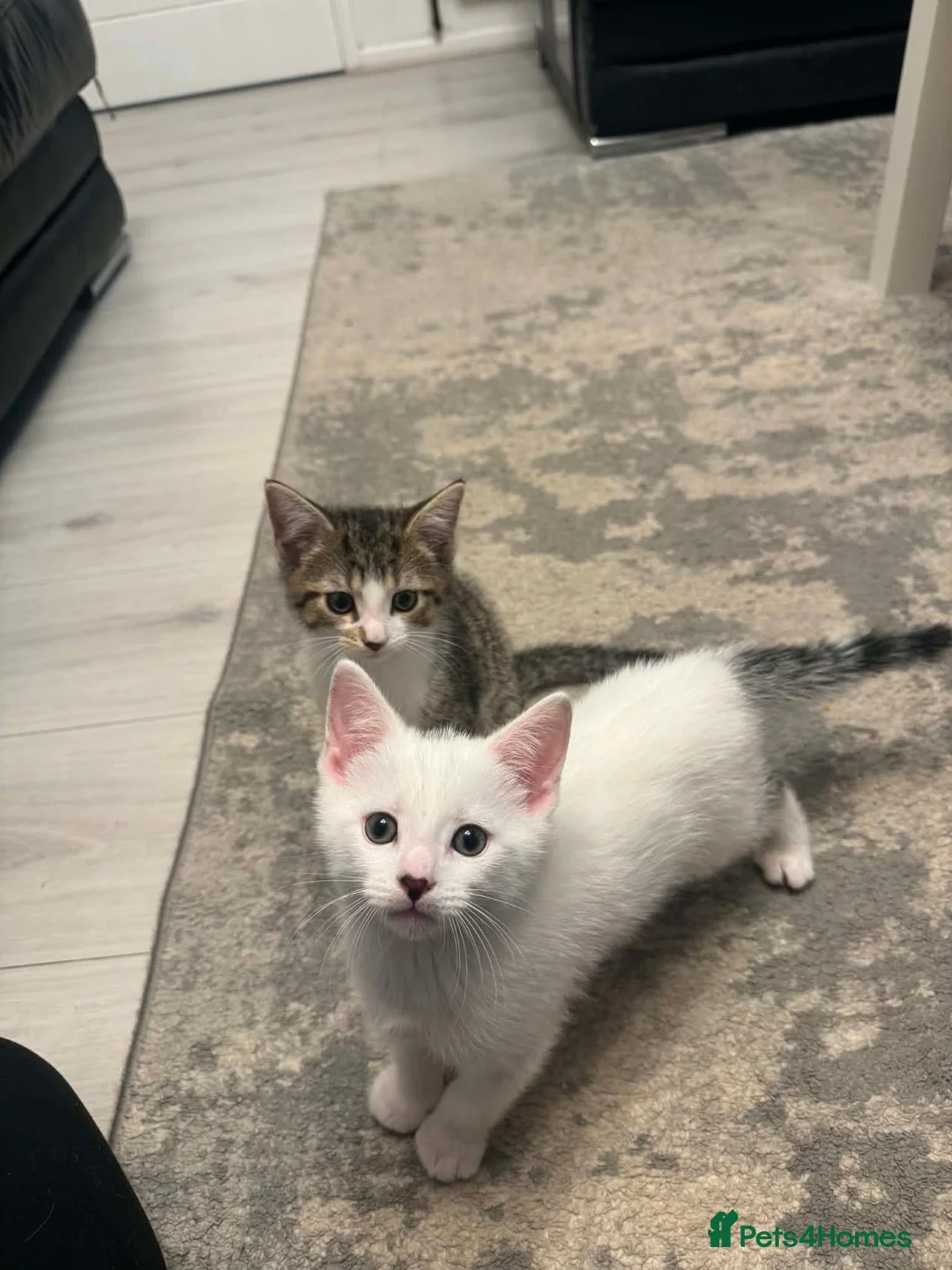 Mixed Breed cats for sale: Kittens For Sale - Advert 2