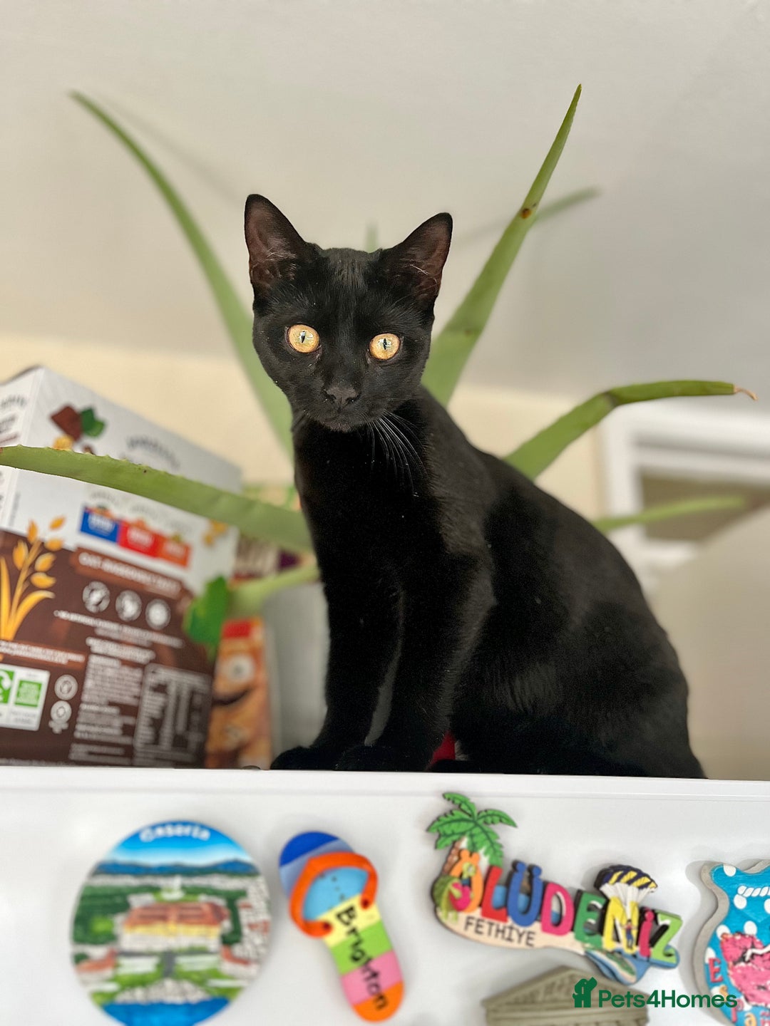 Mixed Breed cats for sale: Unique Bombay x Turkish Angora Tuxedo Kittens - Advert 5