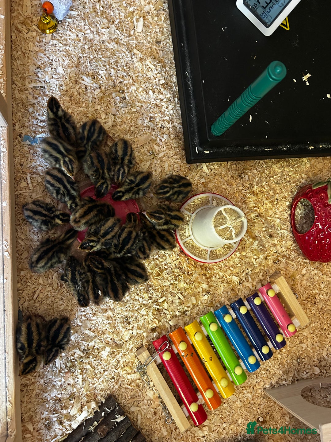 Mixed Breed birds for sale: 18 coturnix quail chicks  - Image 6