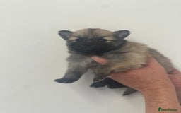 Pomeranian dogs for sale: LAST GIRL READY NOW Pomeranian puppies - Advert 17