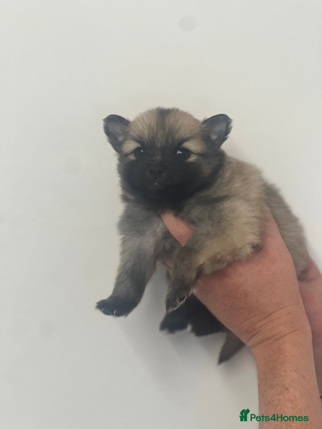 Pomeranian dogs for sale: LAST GIRL READY NOW Pomeranian puppies - Advert 17