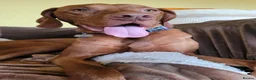 Hungarian Vizsla dogs for sale: Exceptional Three Year Old Neuteted Male - Advert 4