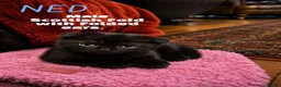 Mixed Breed cats for sale: Scottish Fold & Scottish straight Cross kittens  in Antrim - Advert 18