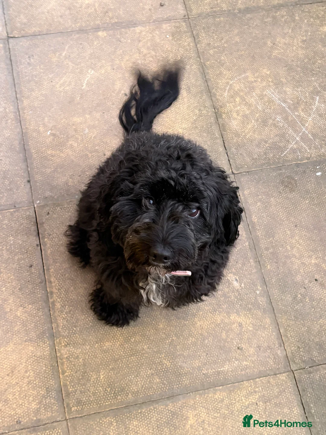 Cockapoo dogs for sale: Cockerpoo for sale  - Advert 1