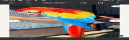 Parrots birds for sale: Paul Thompson  in Barrow-in-Furness - Advert 3