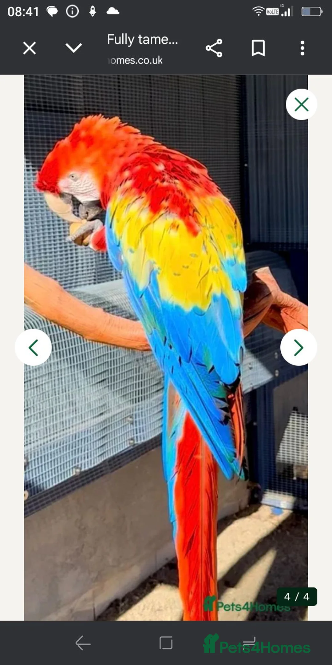 Parrots birds for sale: Paul Thompson  in Barrow-in-Furness - Advert 3