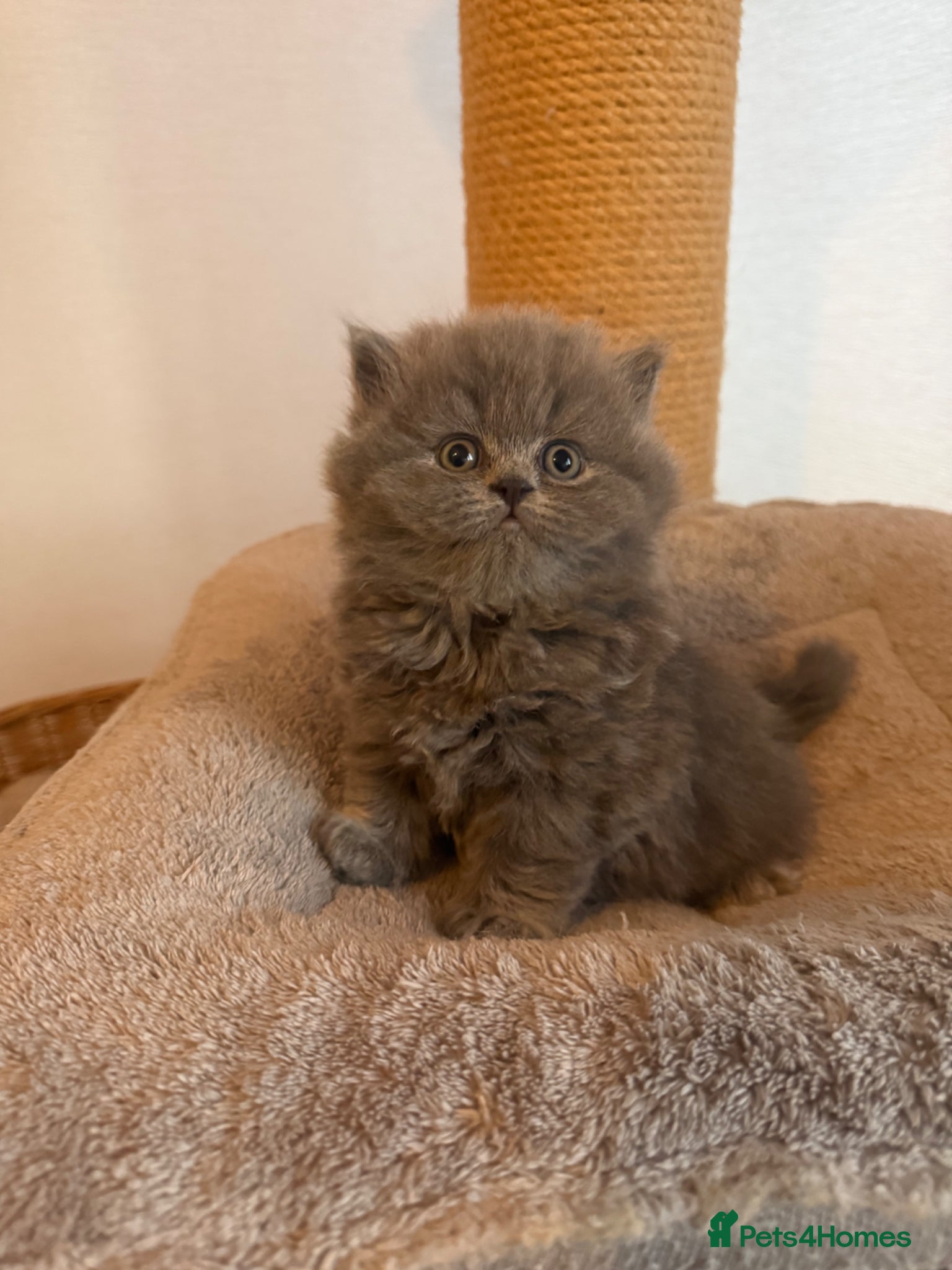 British Shorthair cats Gccf reg British shorthair & longhairs  - Advert 1