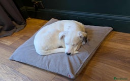 Mixed Breed dogs for adoption: Kira for adoption - Image 10