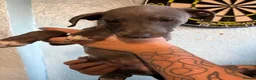 Mixed Breed dogs for sale: Last 3 beautiful whippet lurcher pups  in Stoke-on-Trent - Advert 10