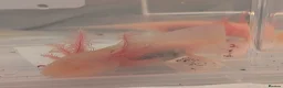 Axolotl reptiles for sale: Beautiful hypo baby Axolotls available last few  - Advert 23