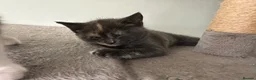 Mixed Breed cats for sale: Beautiful Sister Kittens Looking Home Together 🐾 - Advert 4