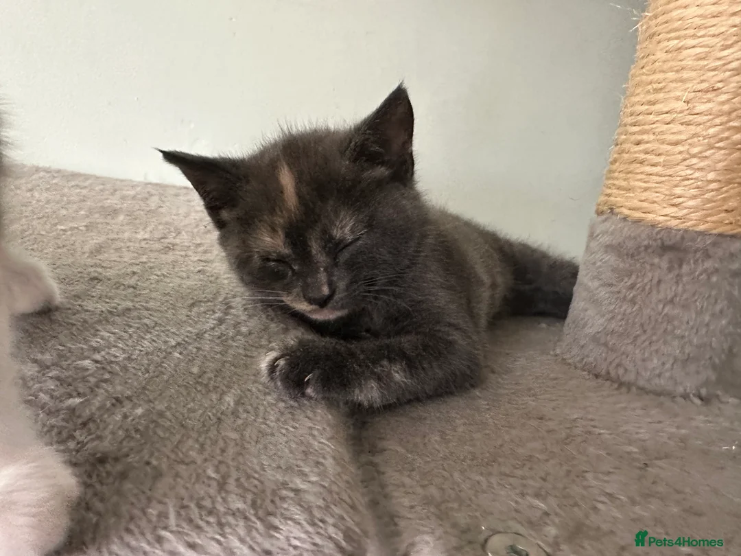 Mixed Breed cats for sale: Beautiful Sister Kittens Looking Home Together 🐾 - Advert 4