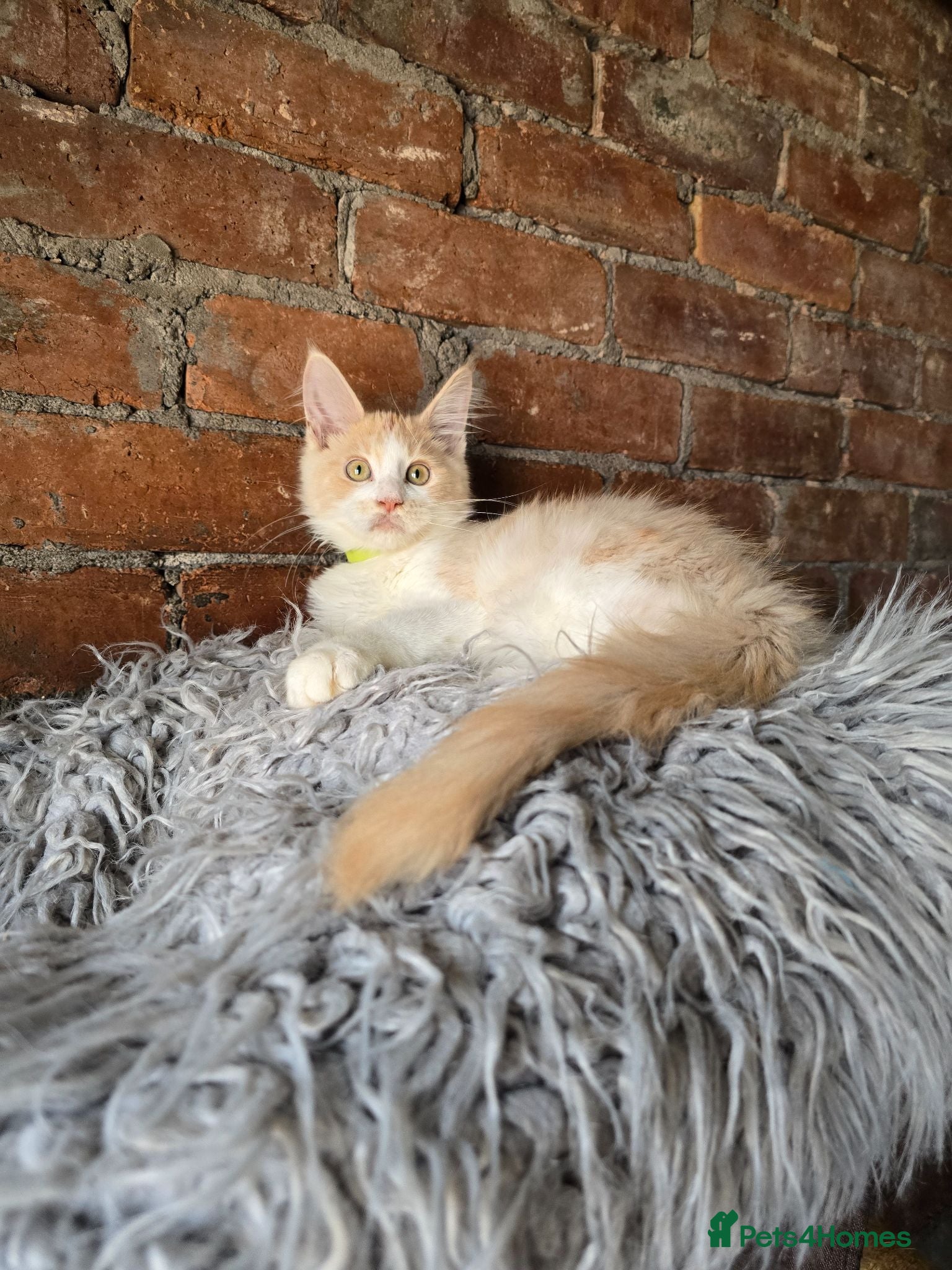 Maine Coon cats Ready Now TICA Boy  Maine Coon  - Advert 10