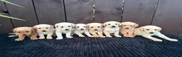 Goldador dogs for sale: Goldador puppies 9 available  - Advert 23