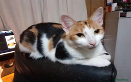 British Shorthair cats for sale: Timid kitten for sale  - Image 4