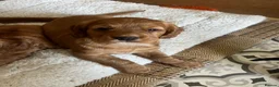 Cocker Spaniel dogs for sale: Adorable cocker Spaniel Puppy - Advert 6