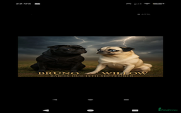 Pug dogs for sale: Pug Puppies - Image 31