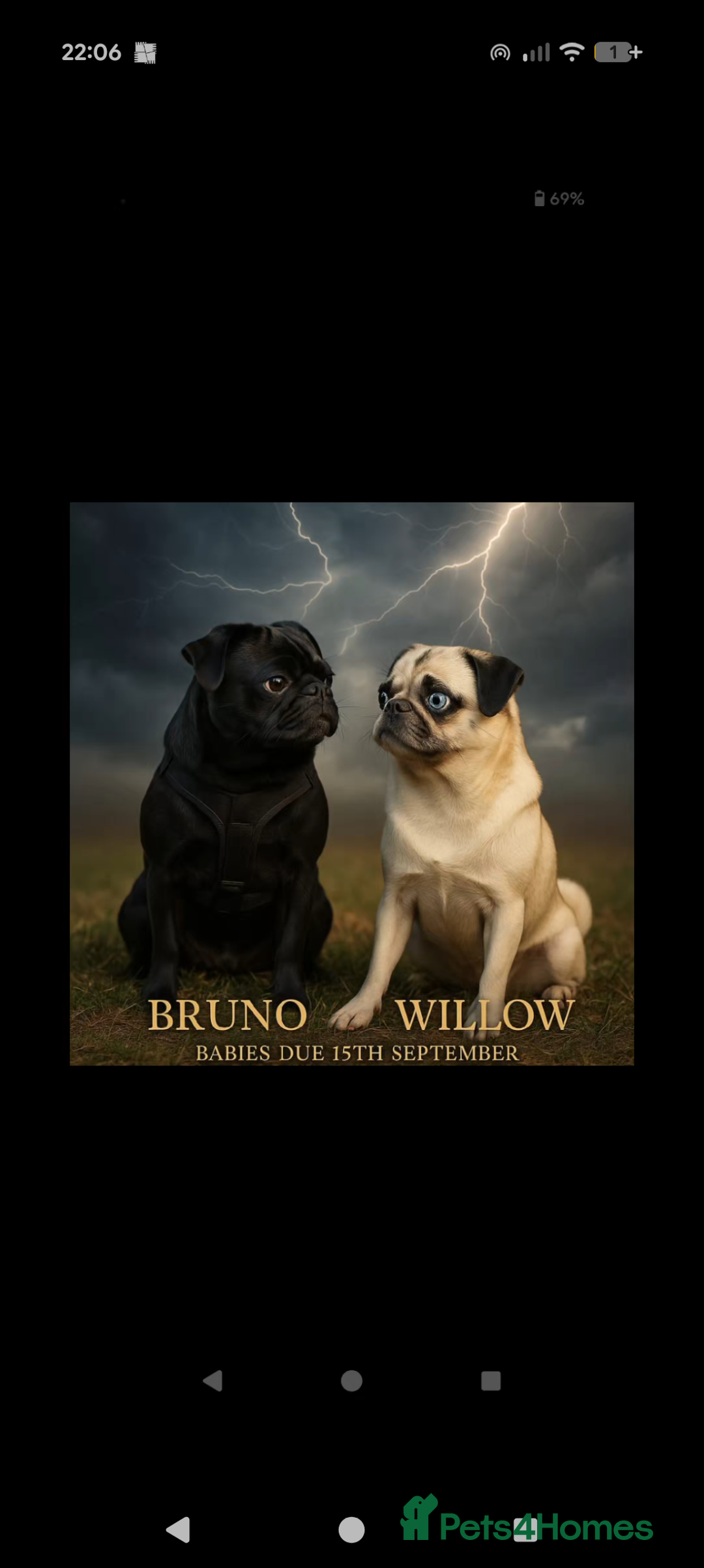 Pug dogs for sale: Pug Puppies - Image 31