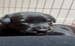 Mixed Breed dogs for sale: Gorgeous Kelpador puppies.  - Advert 5