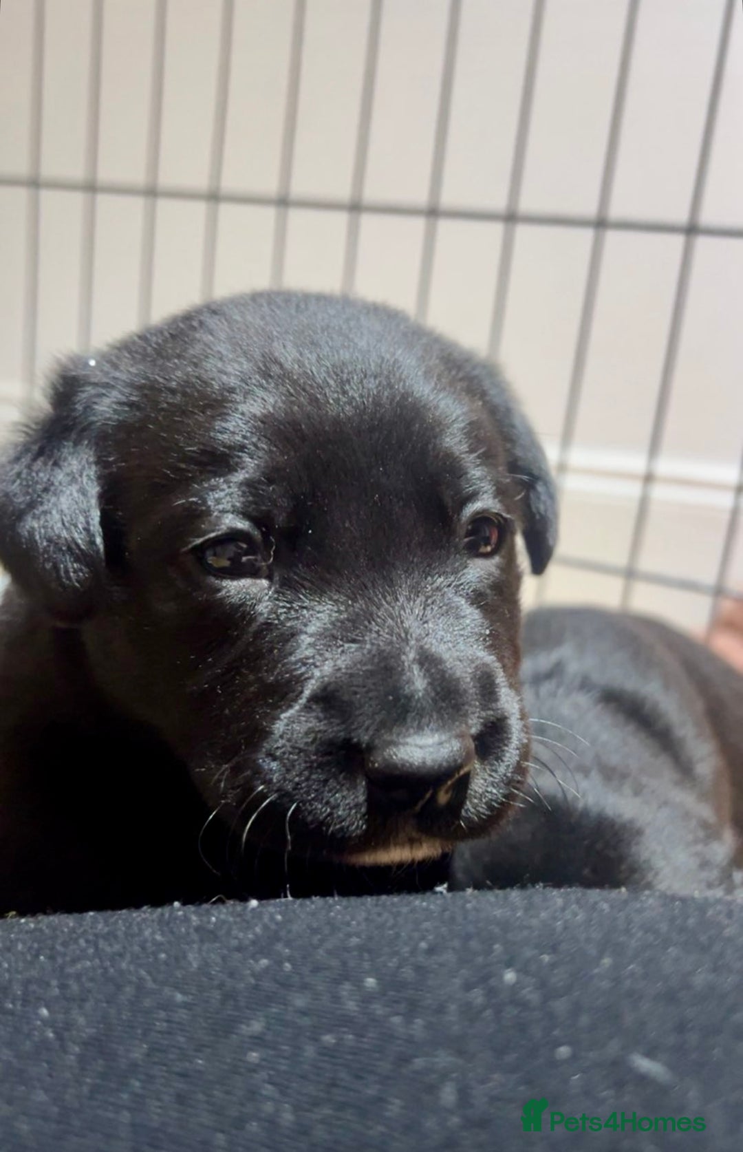 Mixed Breed dogs for sale: Gorgeous Kelpador puppies.  - Advert 5