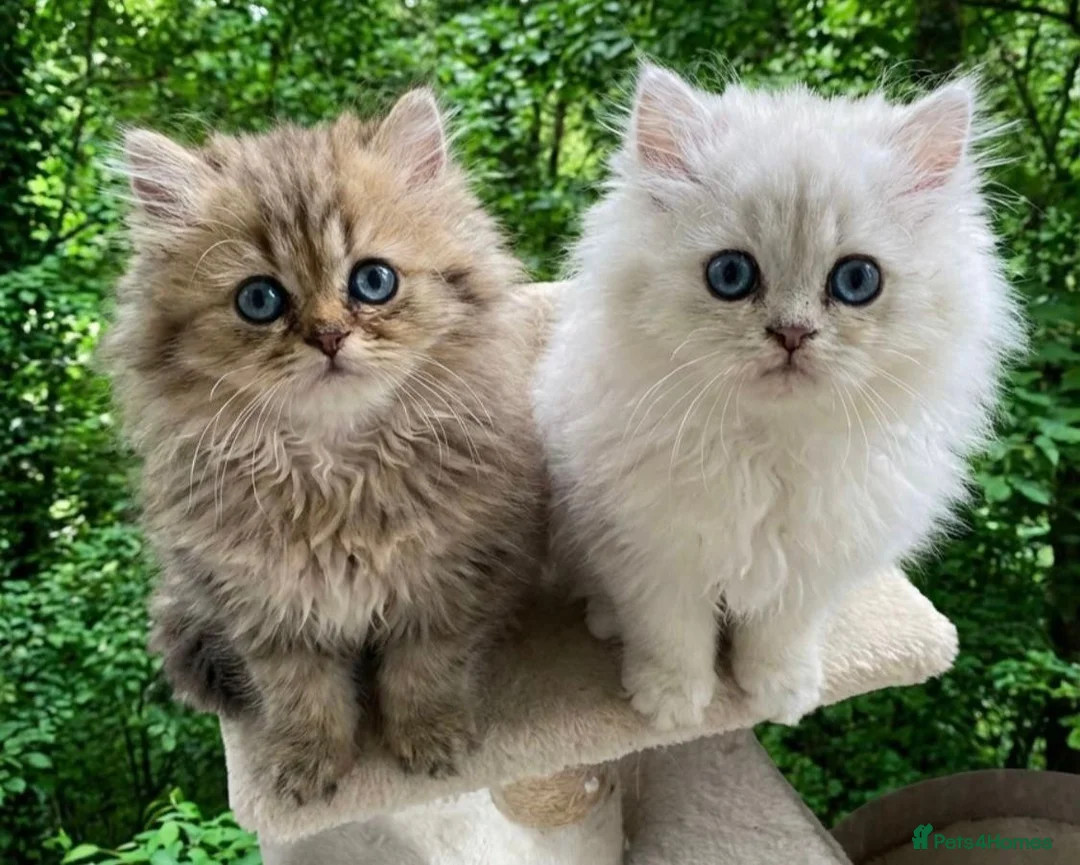 Persian cats for sale: Beautiful doll-face Persian Chinchilla kittens in Slough - Advert 8