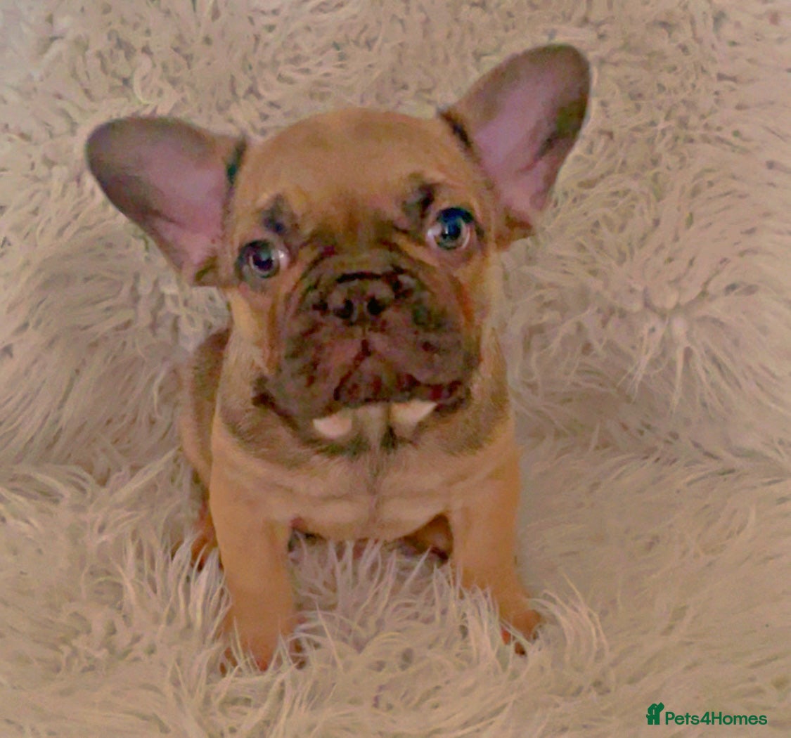 French Bulldog dogs 11 weeks, cage trained 1 Beautiful French Bulldogs - Advert 1