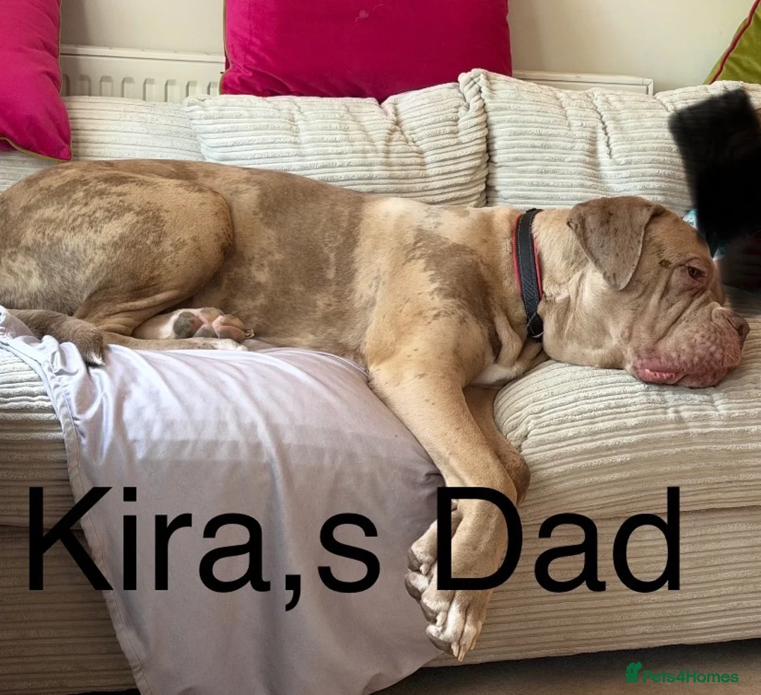 Cane Corso dogs for sale: Beautiful Cane Corso Cross Puppies – Male & Female in Gravesend - Advert 2