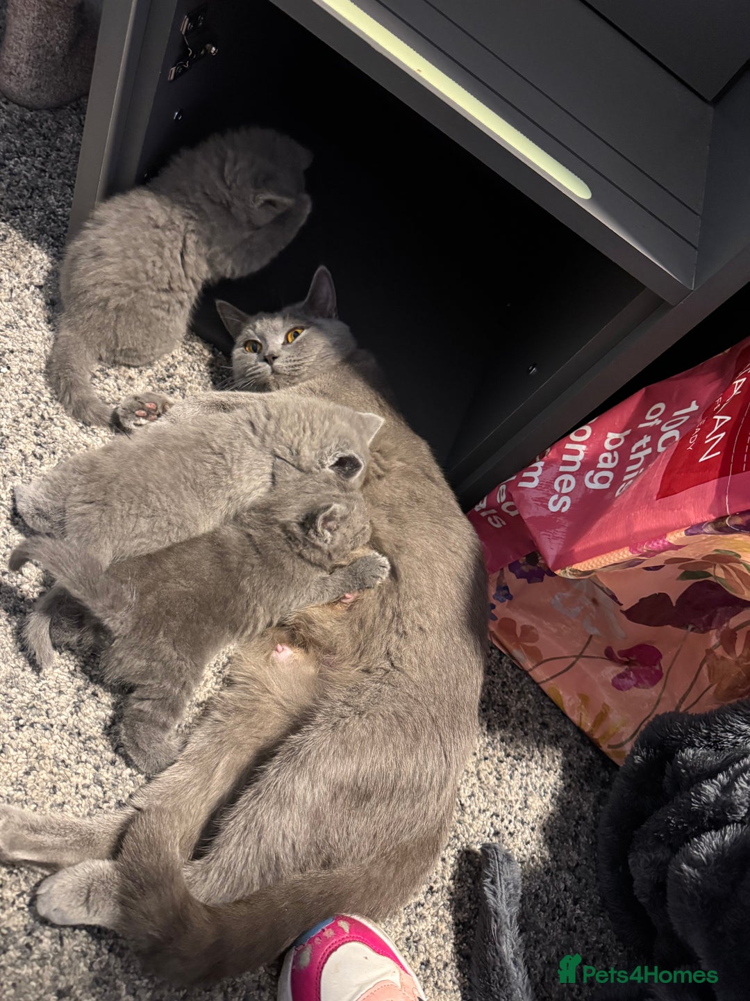 British Shorthair cats for sale: 4 Bsh kittens  - Image 5