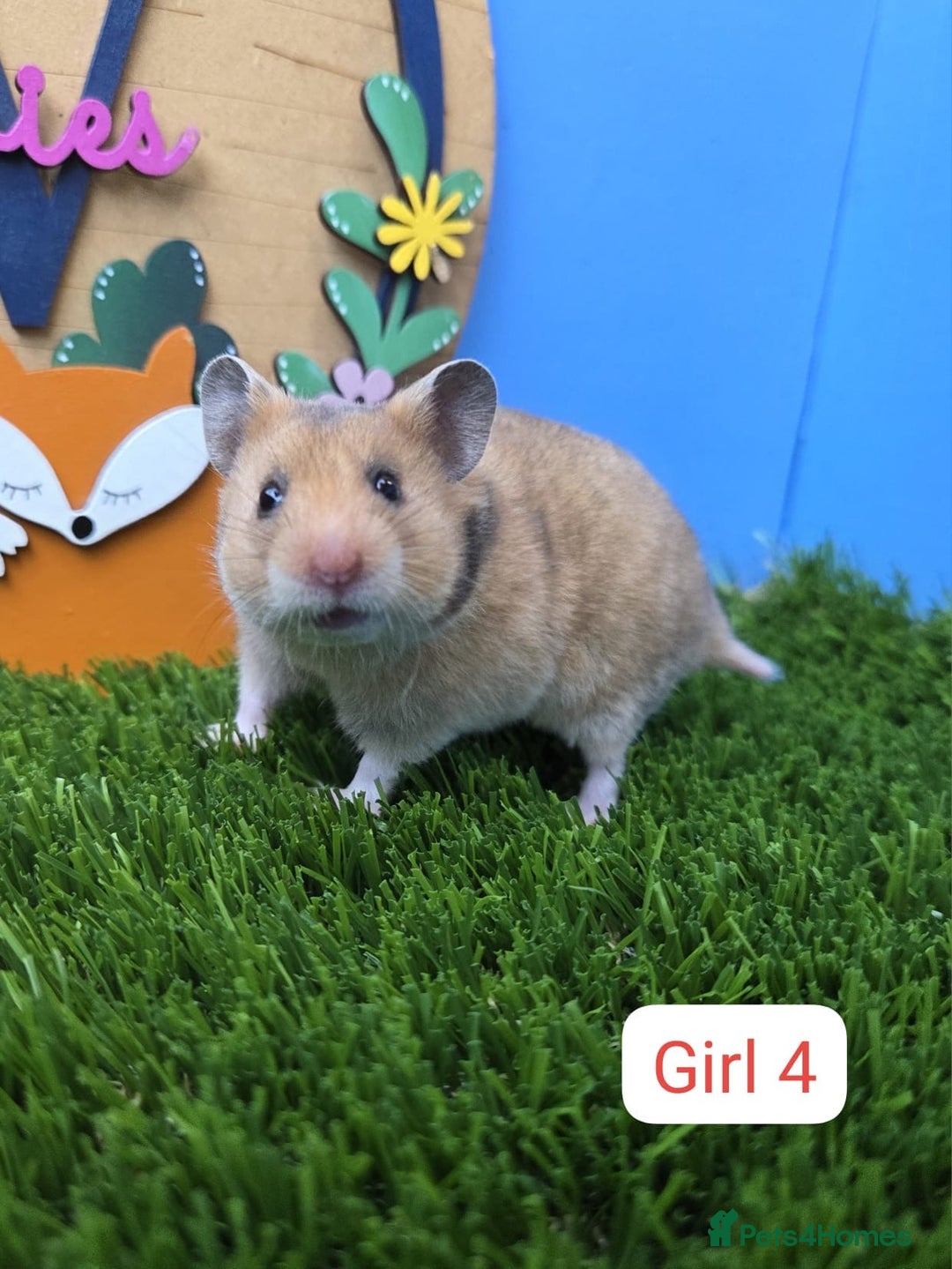 Hamster rodents for sale: Syrian Baby Hamsters Female Girl Pedigree  - Image 4