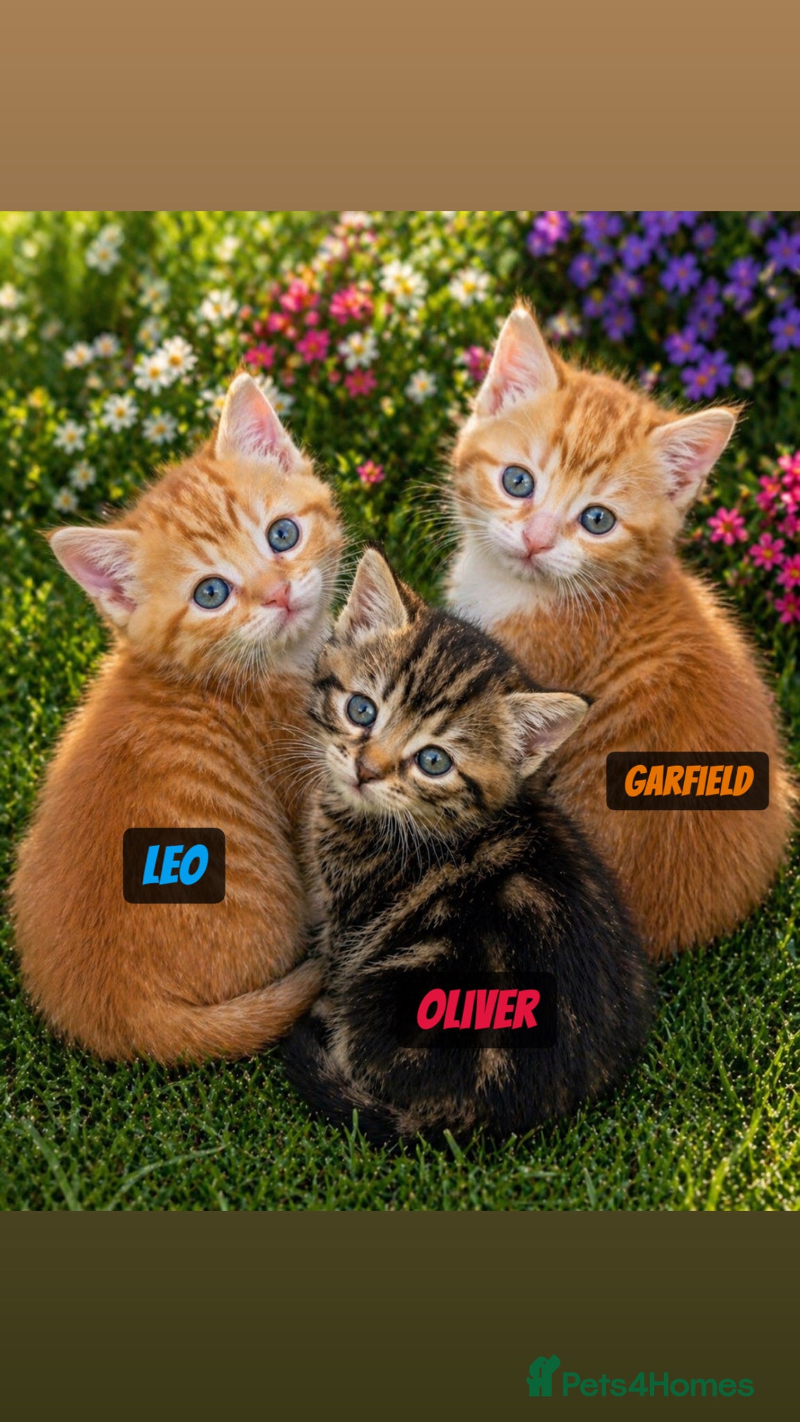 British Shorthair cats male british short hair kittens (caption) - Advert 6