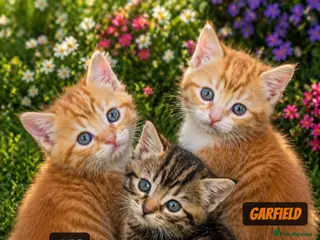British Shorthair cats male british short hair kittens (caption) - Advert 6