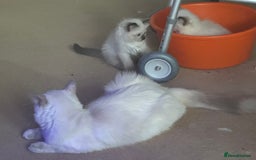Ragdoll cats for sale: Ragdoll Boys - Image 1