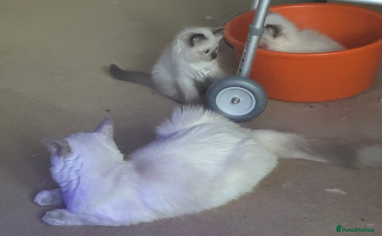 Ragdoll cats - Advert 1