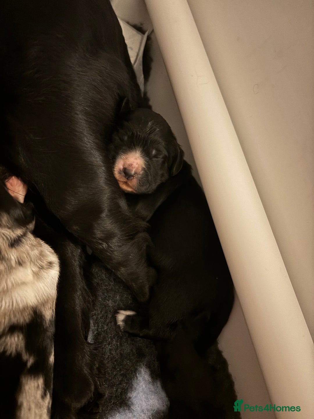 Cocker Spaniel dogs for sale: Cocker spaniel boys  - Advert 2